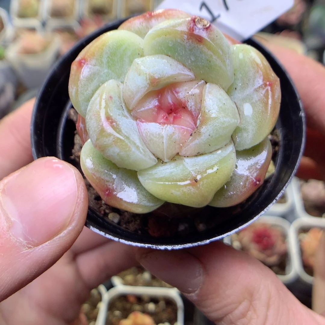 F178y yy y y y y y y