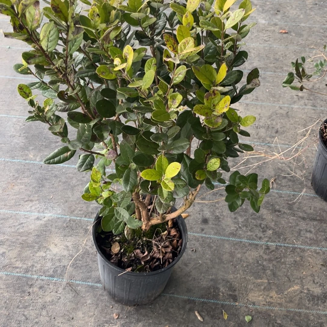 完全开放两加仑 菲油果