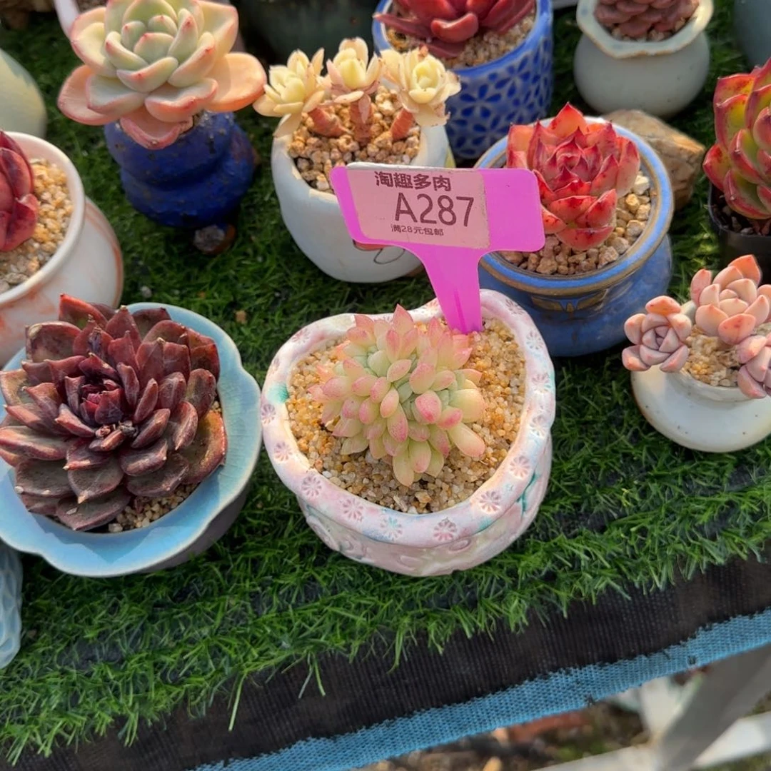 ?****七多内植物111111111