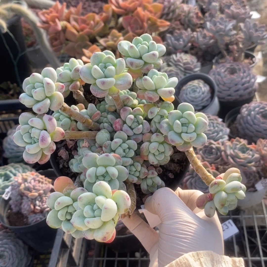 3232劳尔整桩一物一拍