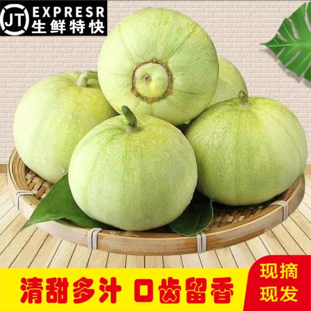 【生鲜特快】河南新鲜甜瓜露天白糖罐香瓜甜瓜水果蜜瓜小香瓜5斤