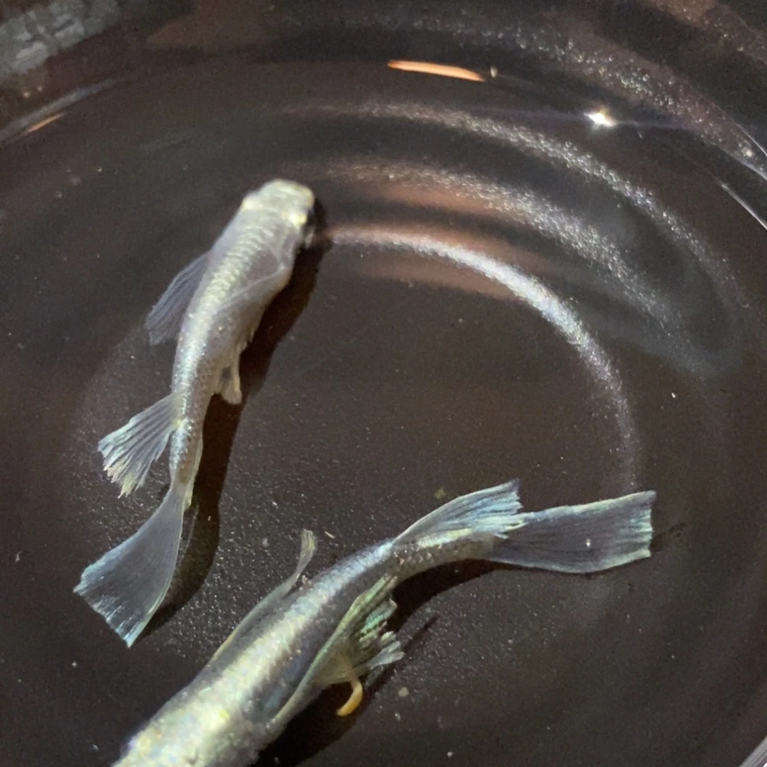 青鳉鱼两母天使天使之翼005