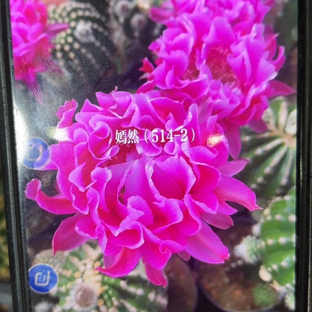 514-2彩侧牙20包邮仙人球23