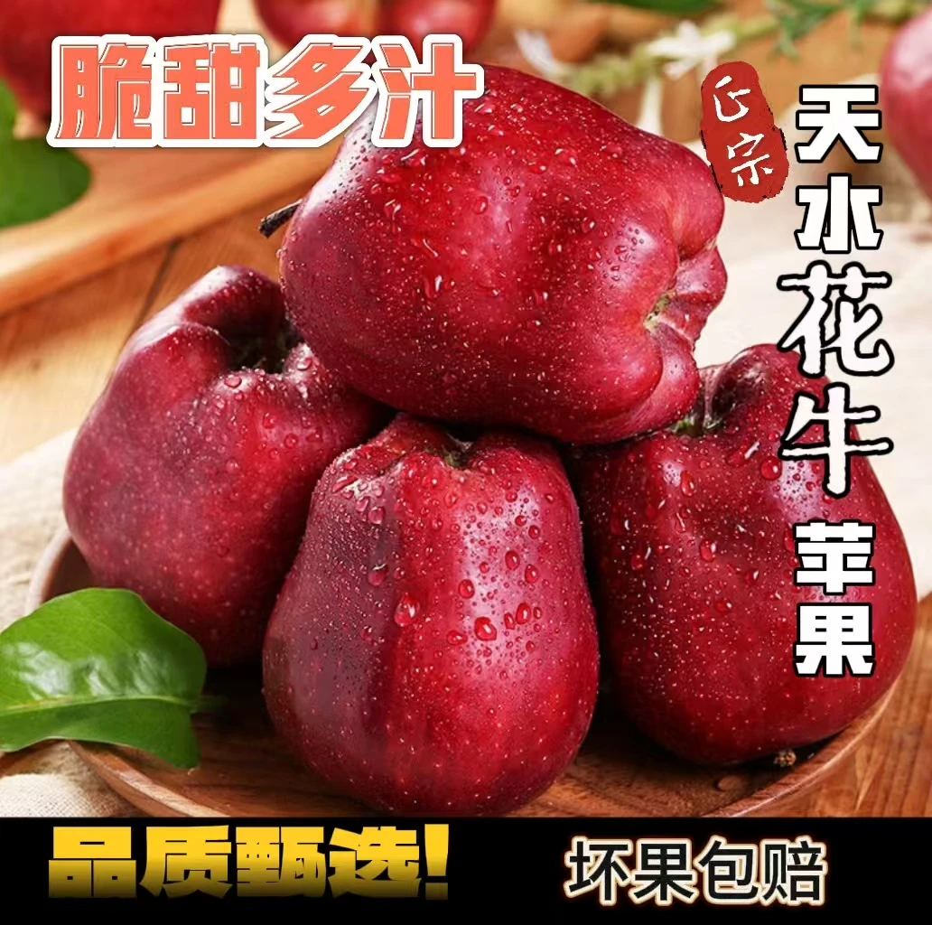 [新鲜采摘*大果]甘肃天水花牛苹果脆粉两吃宝宝辅食孕妈水果