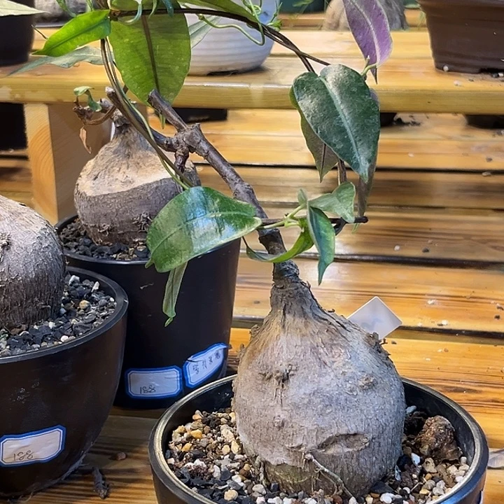 潮流植物紫背箩魔