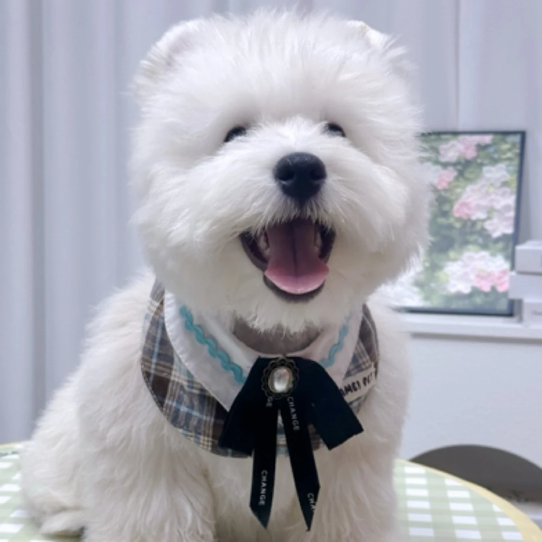 6️⃣胖妞家-爆毛西高地弟弟～生日：三针西高地幼犬出售