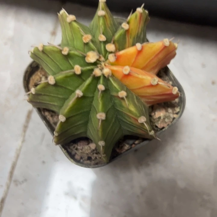 实生根肋骨锦脱土发货