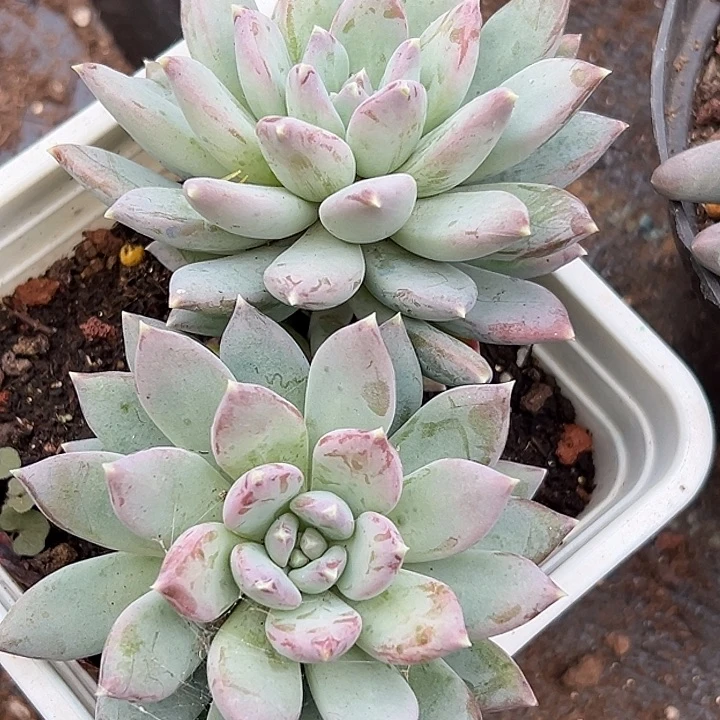 美人大群特价一物一拍