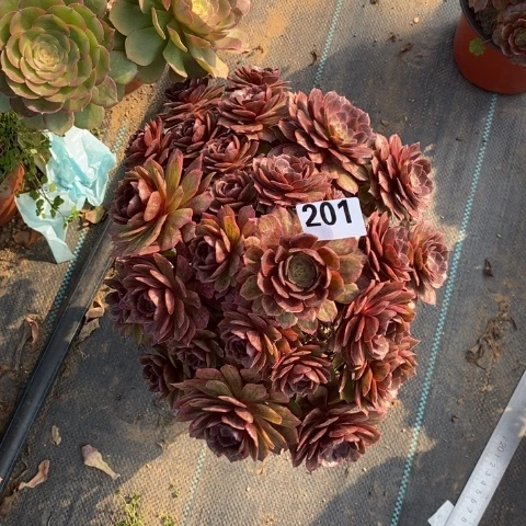 红丝绒多肉植物法师不包损