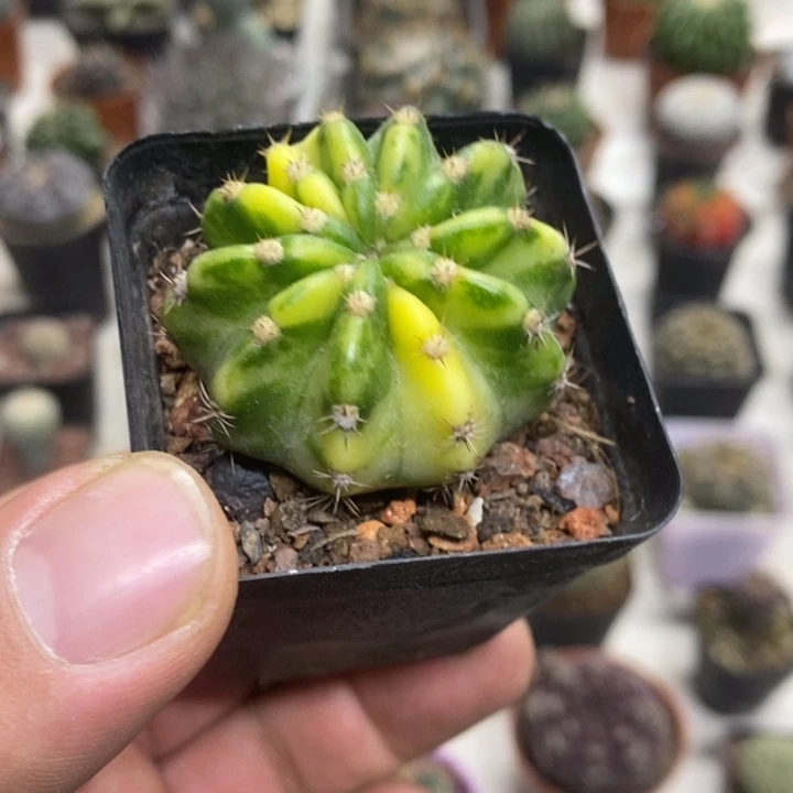 大豪丸锦特价福利