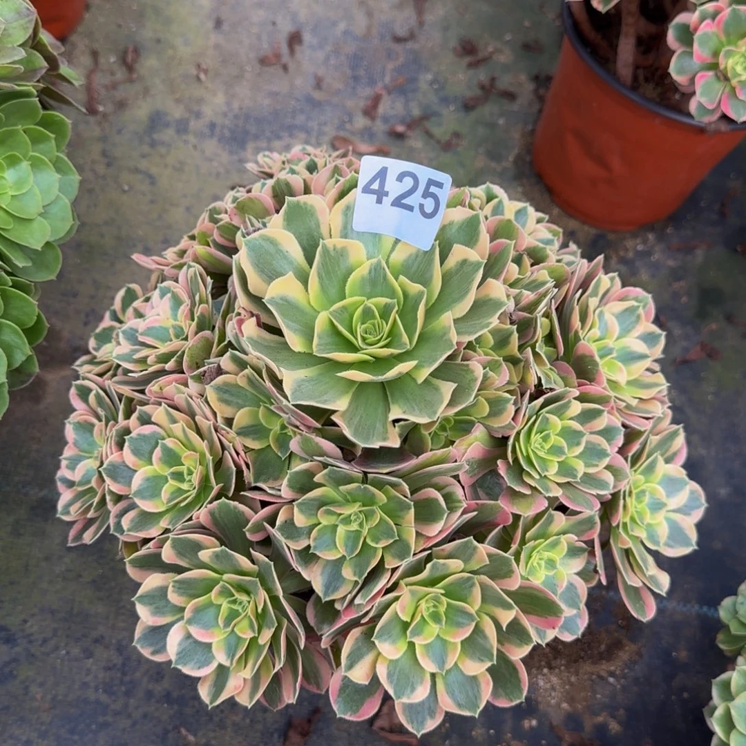 素***素邀月425