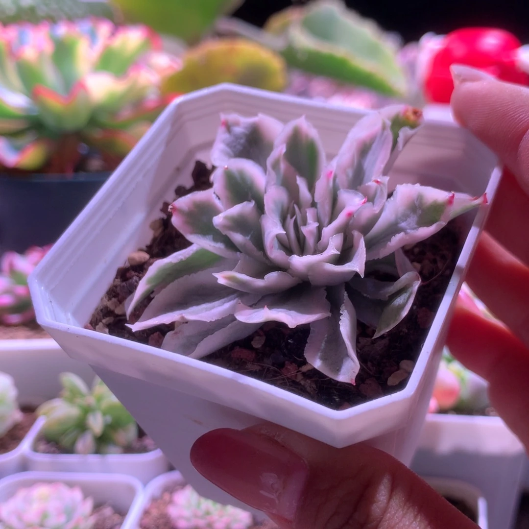 紫蝴蝶覆轮锦带侧芽有根