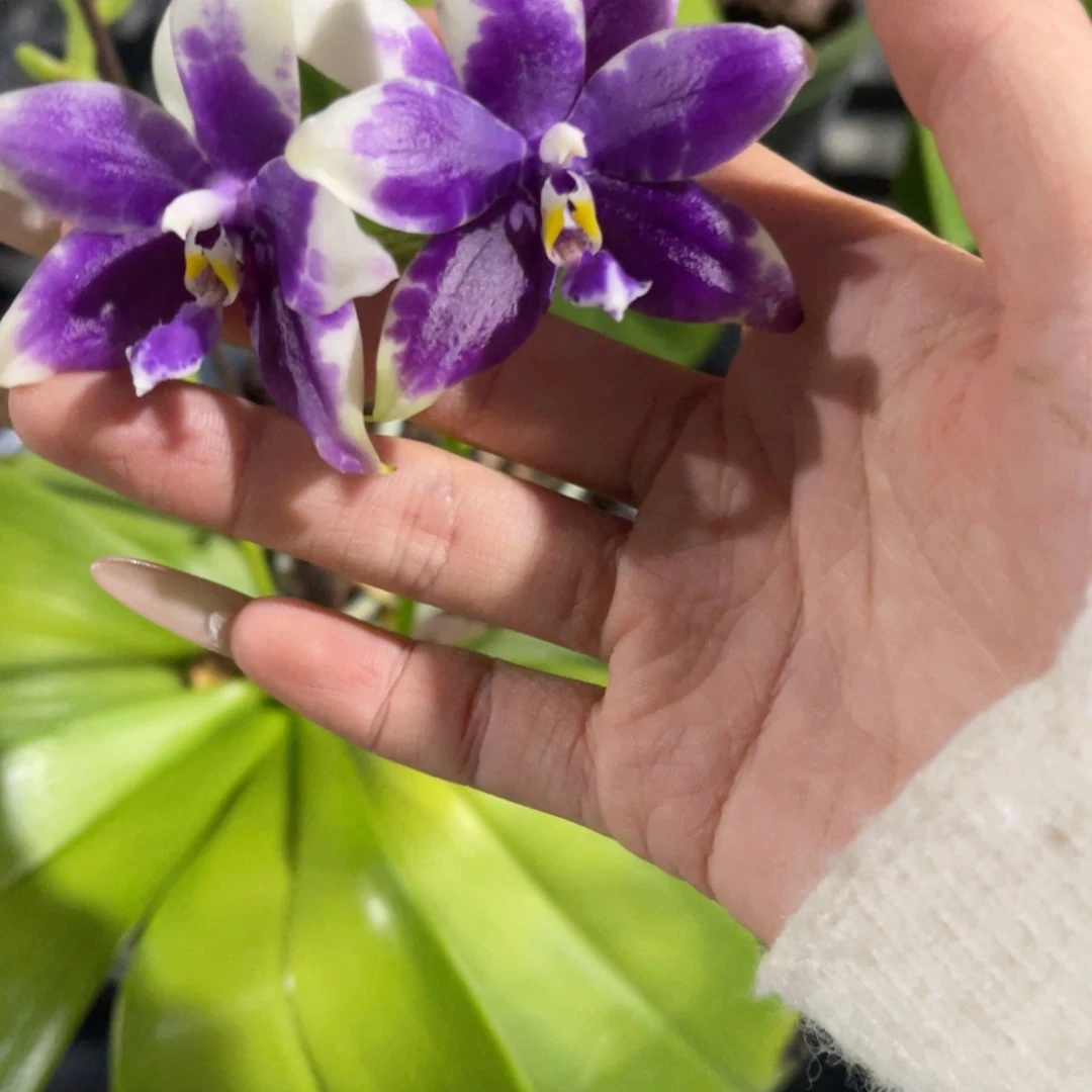 完全开放柳林3441