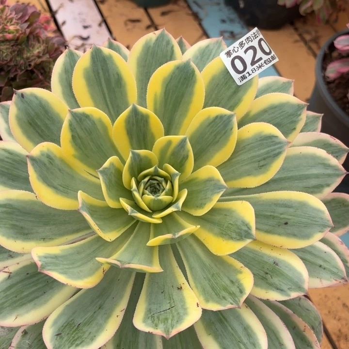 020灿烂掌心多肉法师锦不包侧枝断