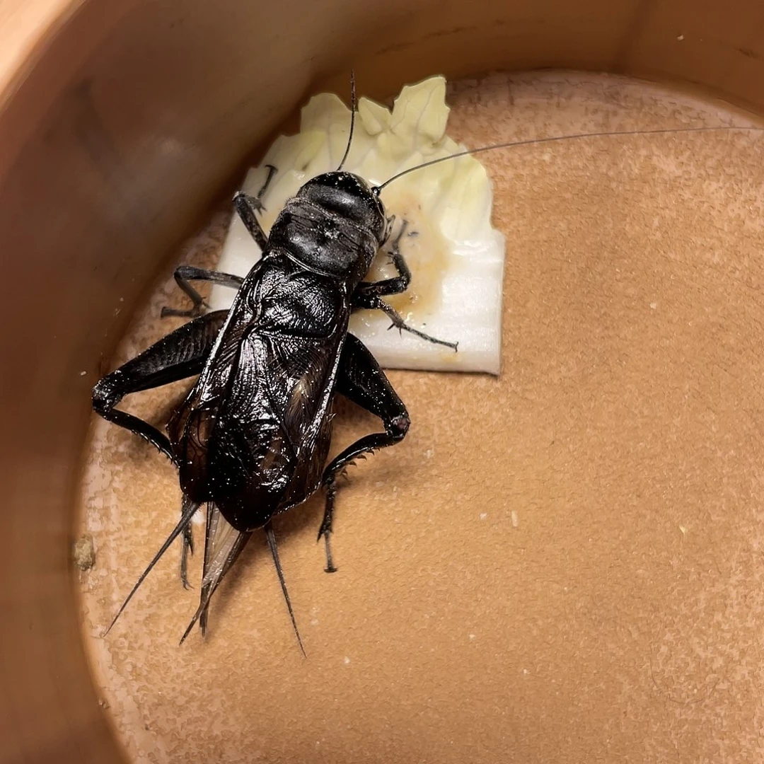 天***哥木津门老刘黑虫精品大翅子缎子青一只