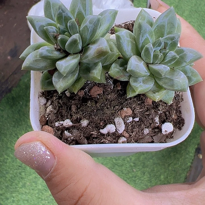 甲骨文19包邮多肉植物