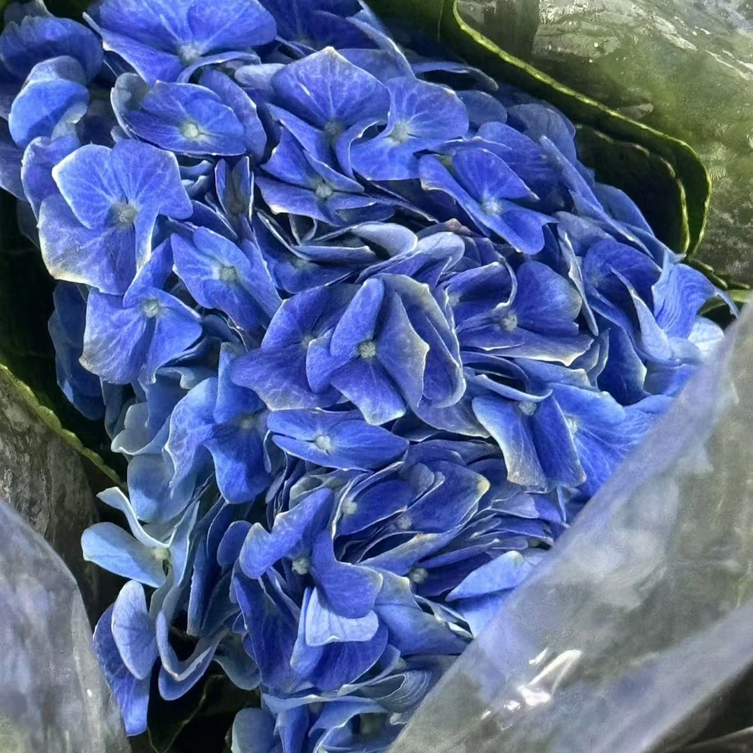 蓝色绣球一枝，深蓝、浅蓝可选，下单备注（没备注默认深蓝色）