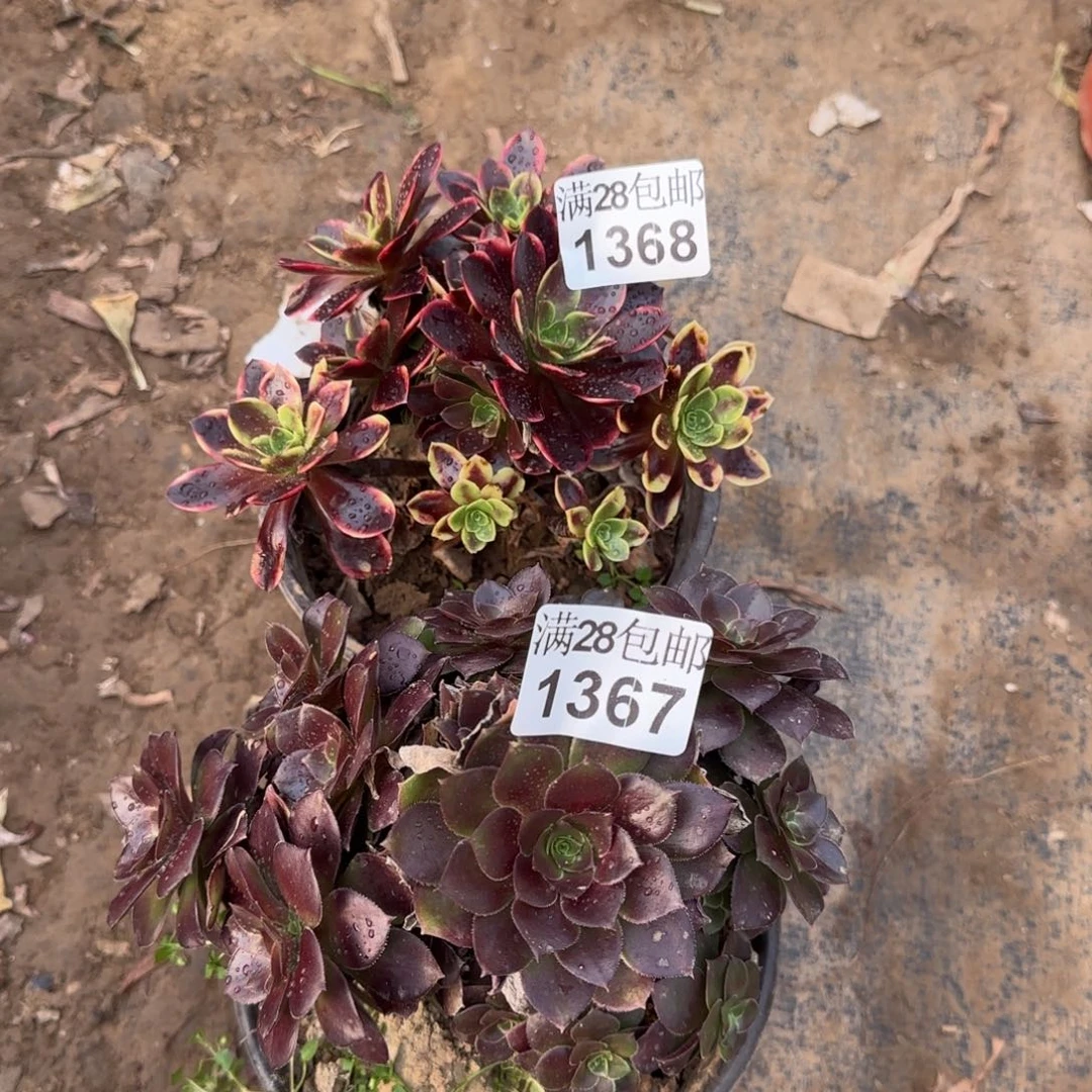 多肉瑕疵1367+1368满28包邮断枝不包