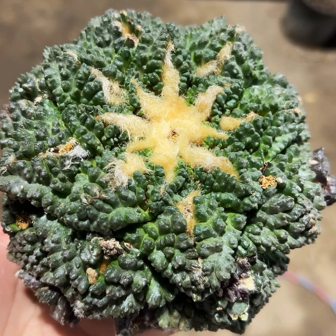 龟甲牡丹仙人球425