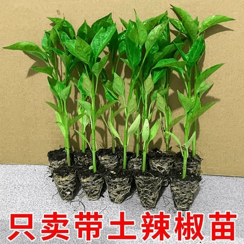 高产养活苗青椒美人椒苗薄皮养活秧苗螺丝椒二荆条辣椒椒移栽苗