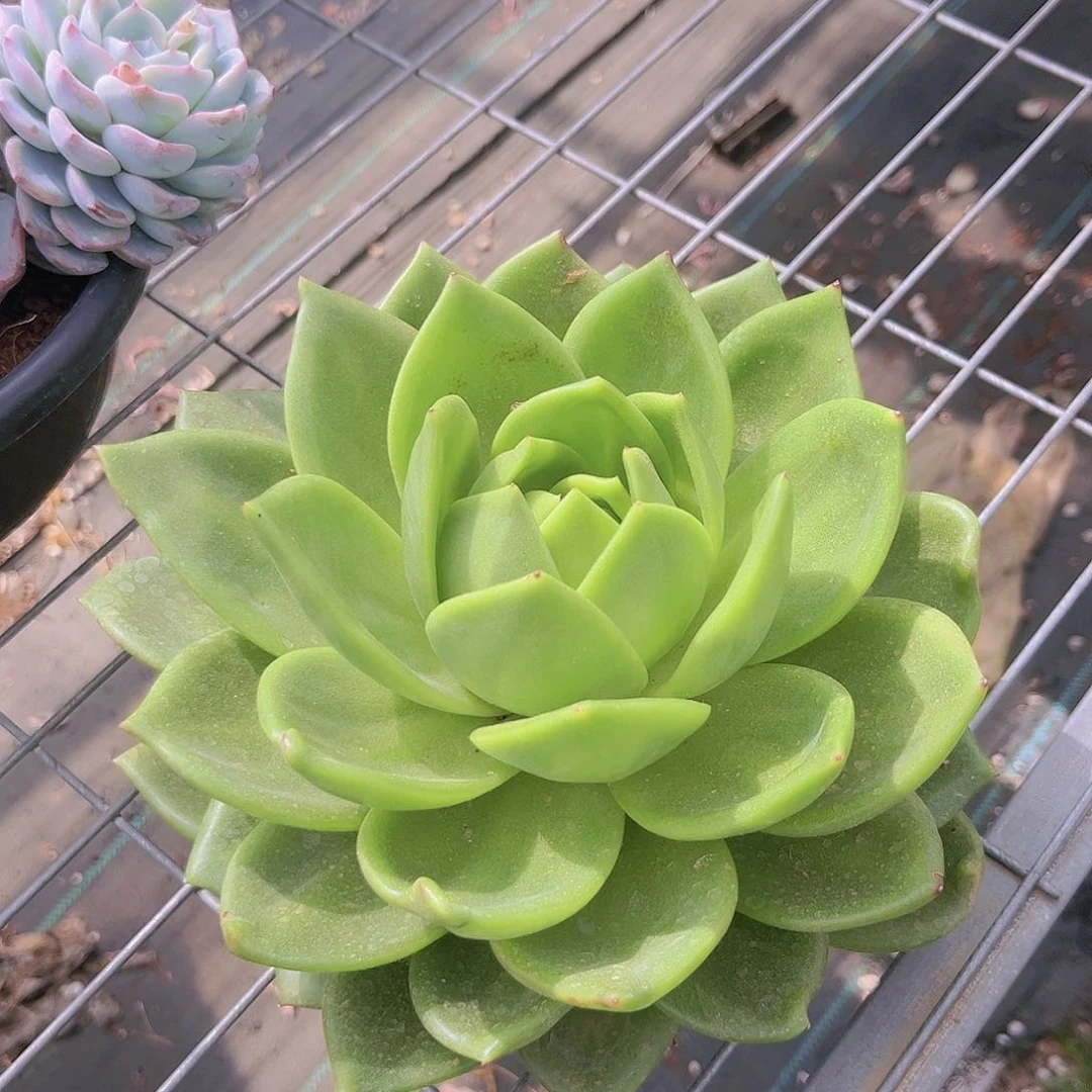 翠花20公分9999999000000