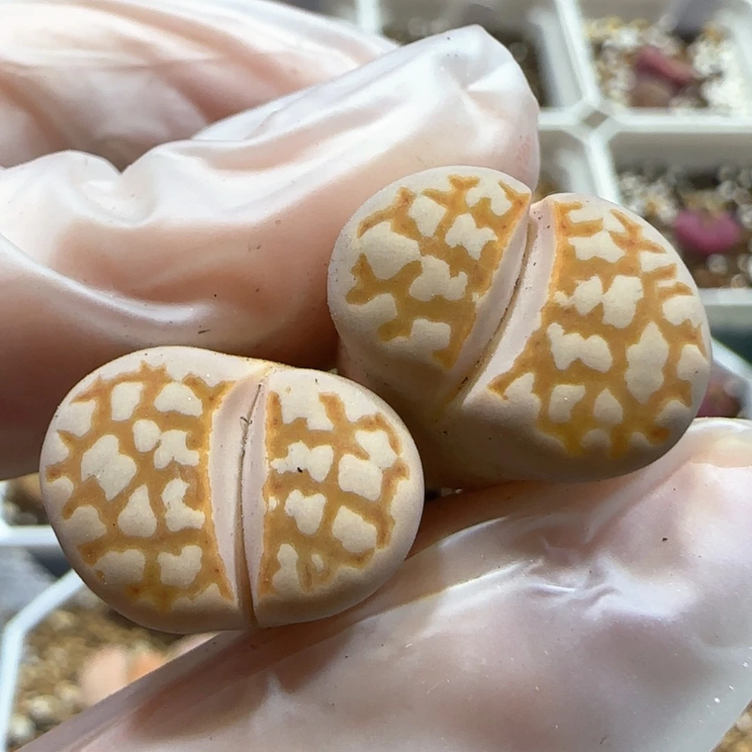 2.23。黄金线 。 5053