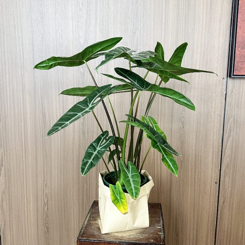 A级银脉剑叶海芋银脉箭叶海芋土培热带植物工位绿植ins风好养活