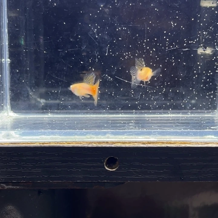 孔雀鱼幻彩2背体 新品