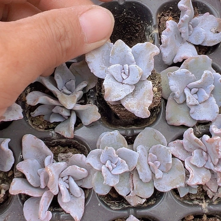 白饺子皮穴盘3颗19包邮