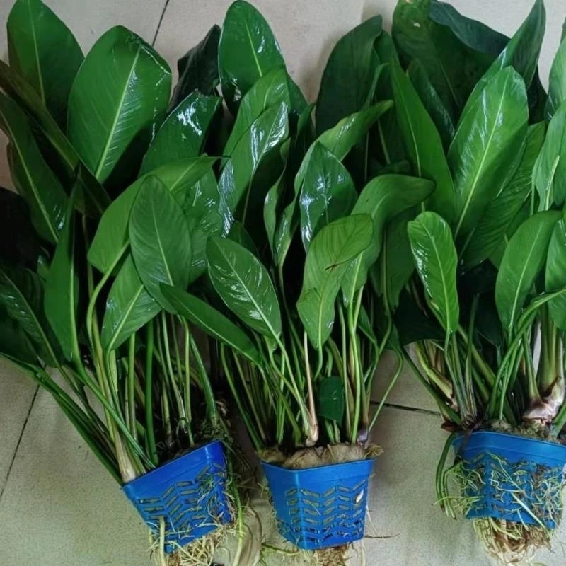 大水榕鱼缸水族箱造景必备大刚榕兔兔榕水榕类阴性水草养殖懒人