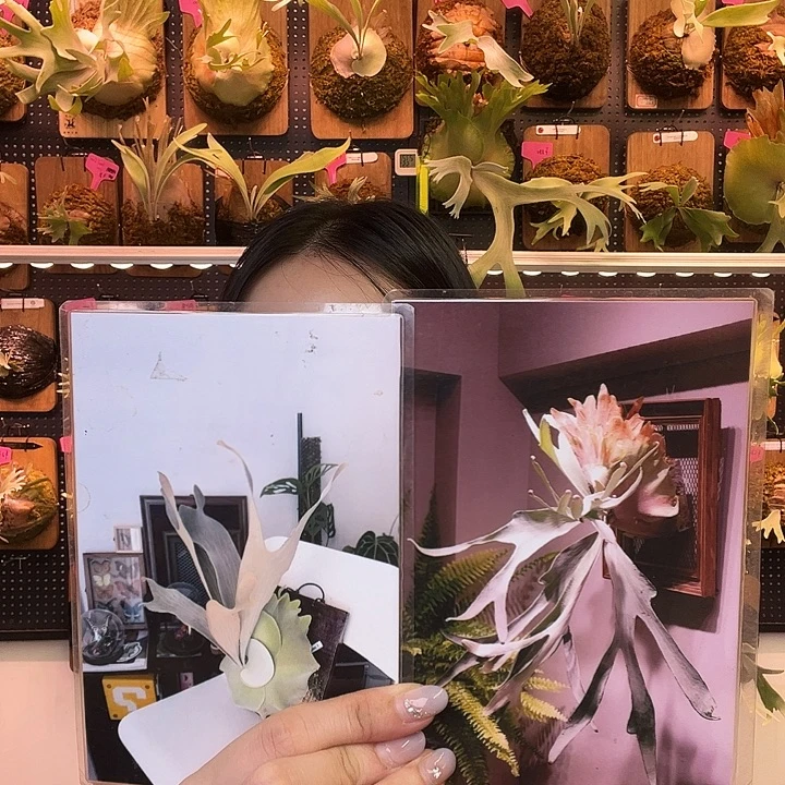 完全开放白色恋人侧芽