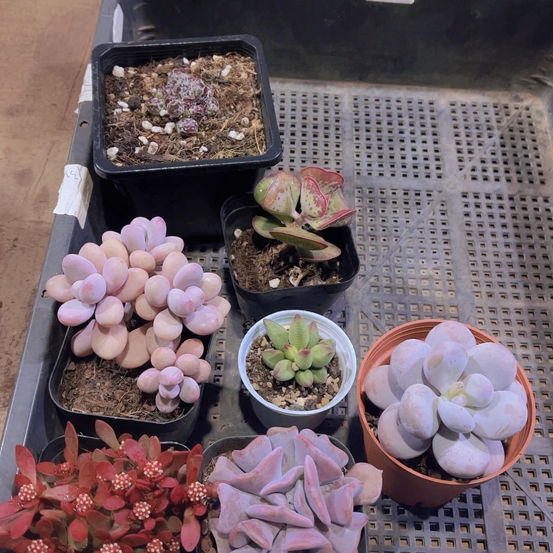 多肉751多肉植物