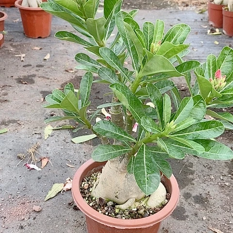 【闪购商品】无花朵万**意