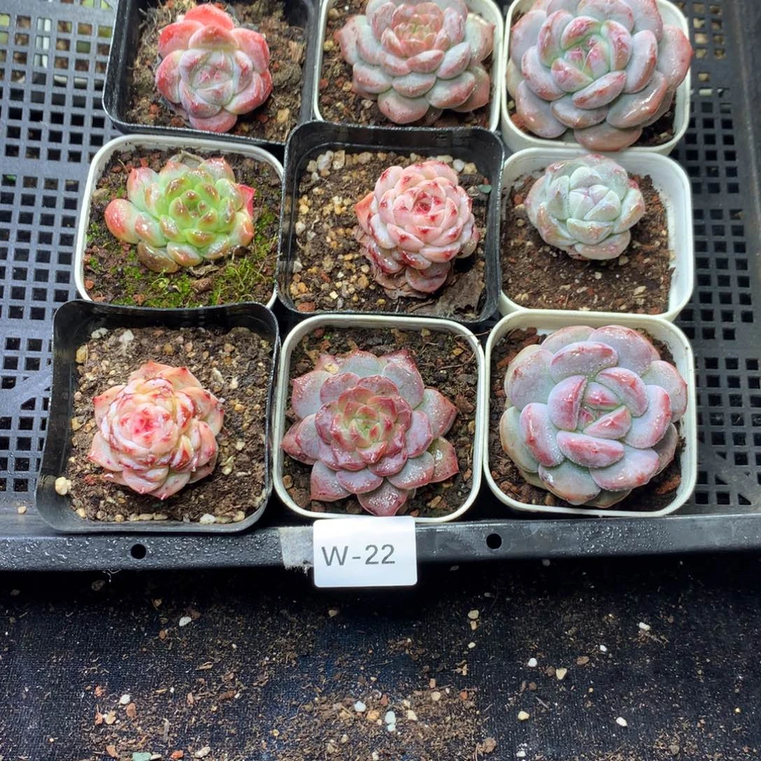 全部花朵W22英语英语