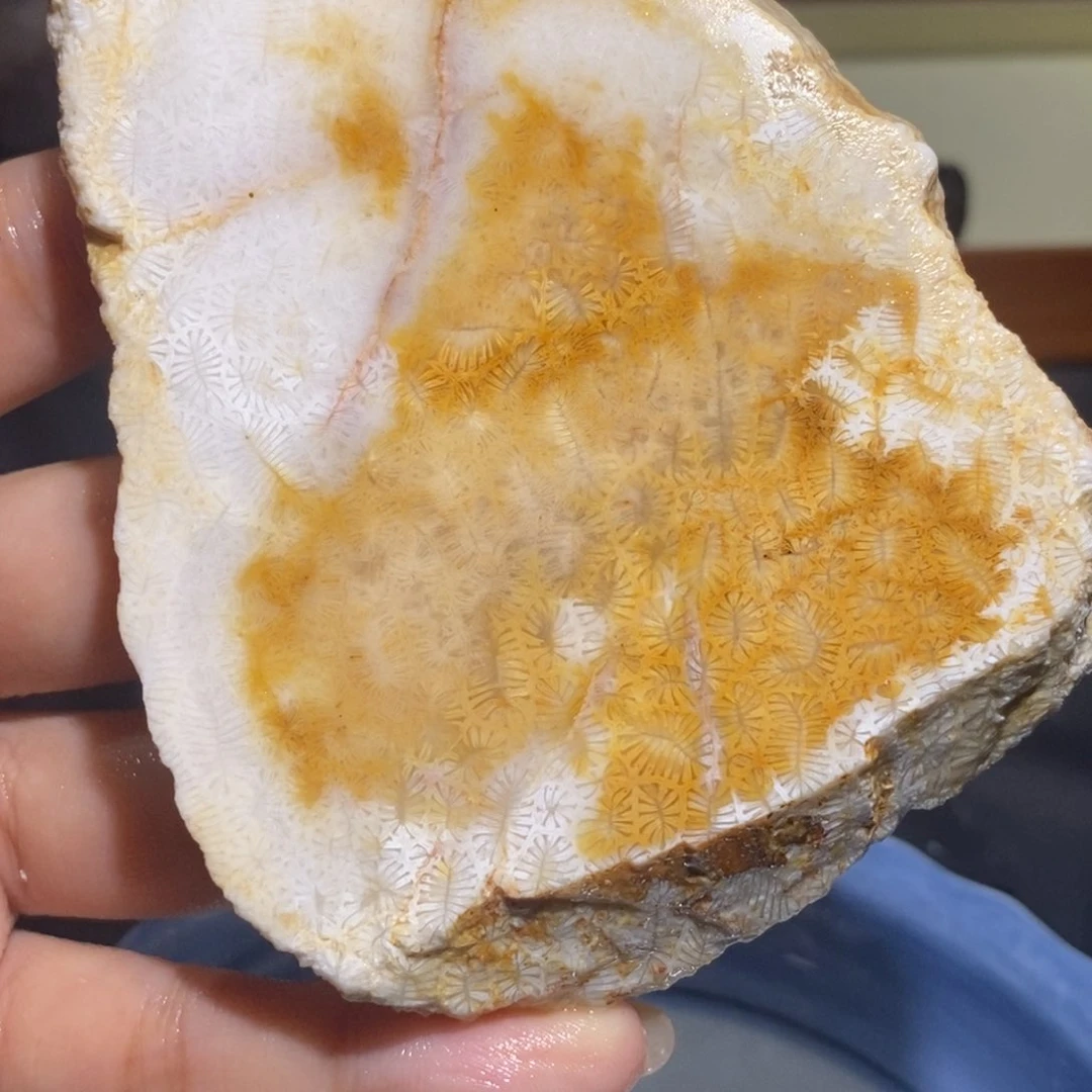 【闪购商品】未镶嵌珊瑚玉硅化玉