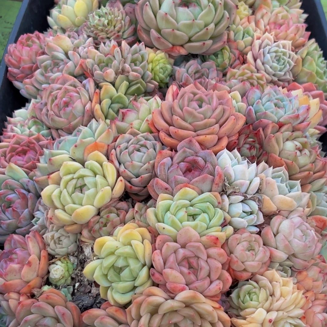 045多肉葡萄的味道是真的很