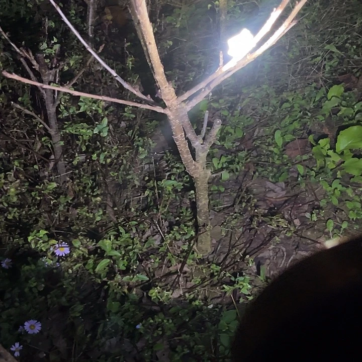 当前无花栽培后可以开花80