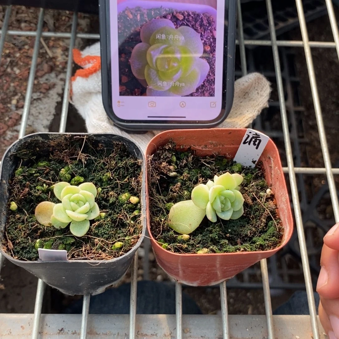 上盆谪仙小苗一个多肉量拍