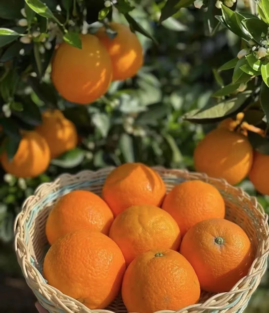 恩施巴东九月红当季新鲜水果皮薄多汁香甜采摘爆汁