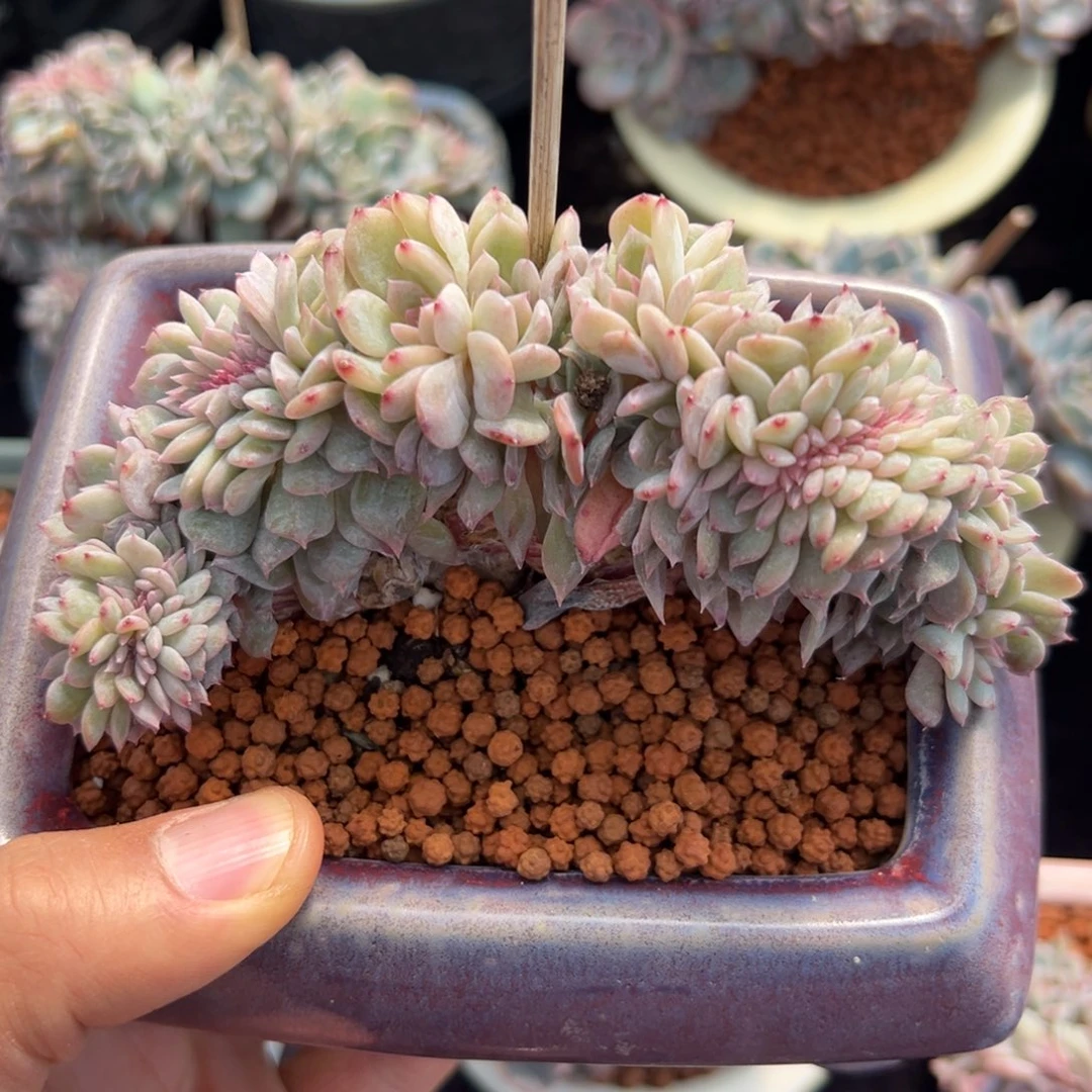 新年快乐 新年快乐