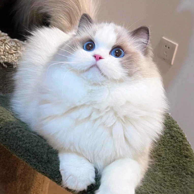 思恋家的喵喵宠物活体猫咪专属链接