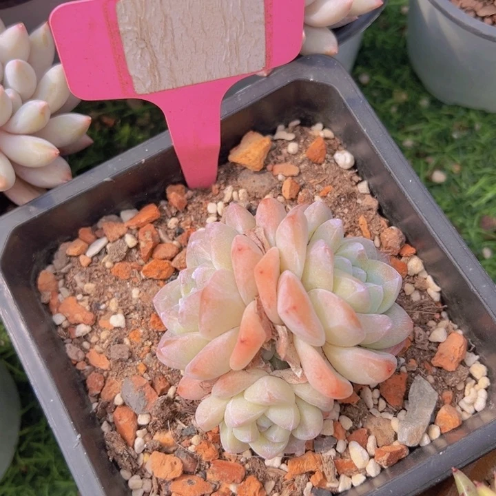 健健康康平平安安