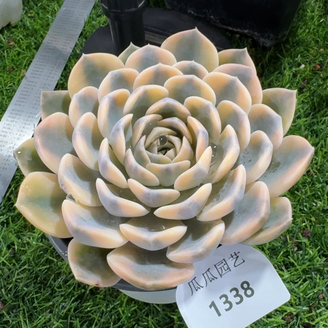 1338汉堡锦多肉植物的