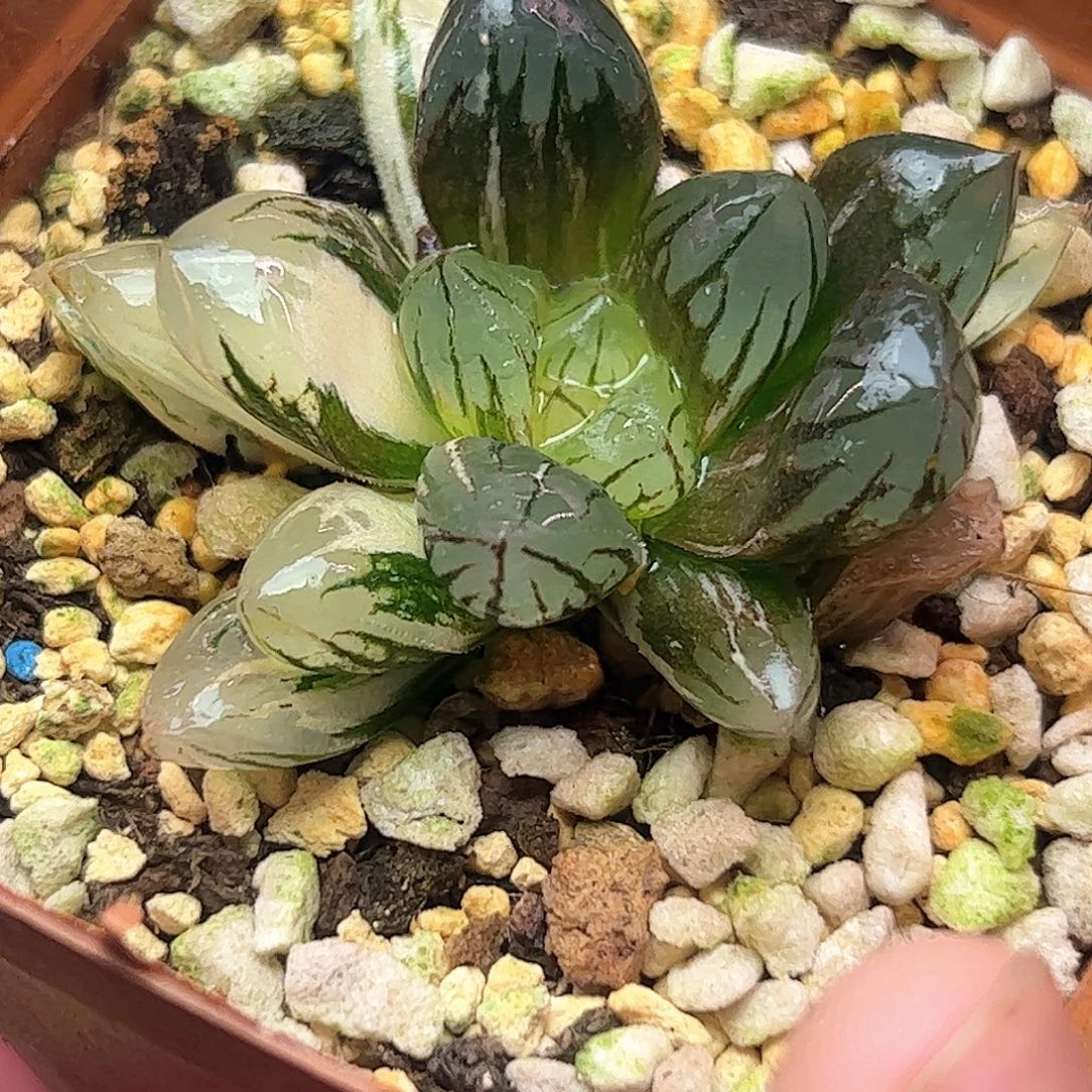 水晶锦十二卷多肉