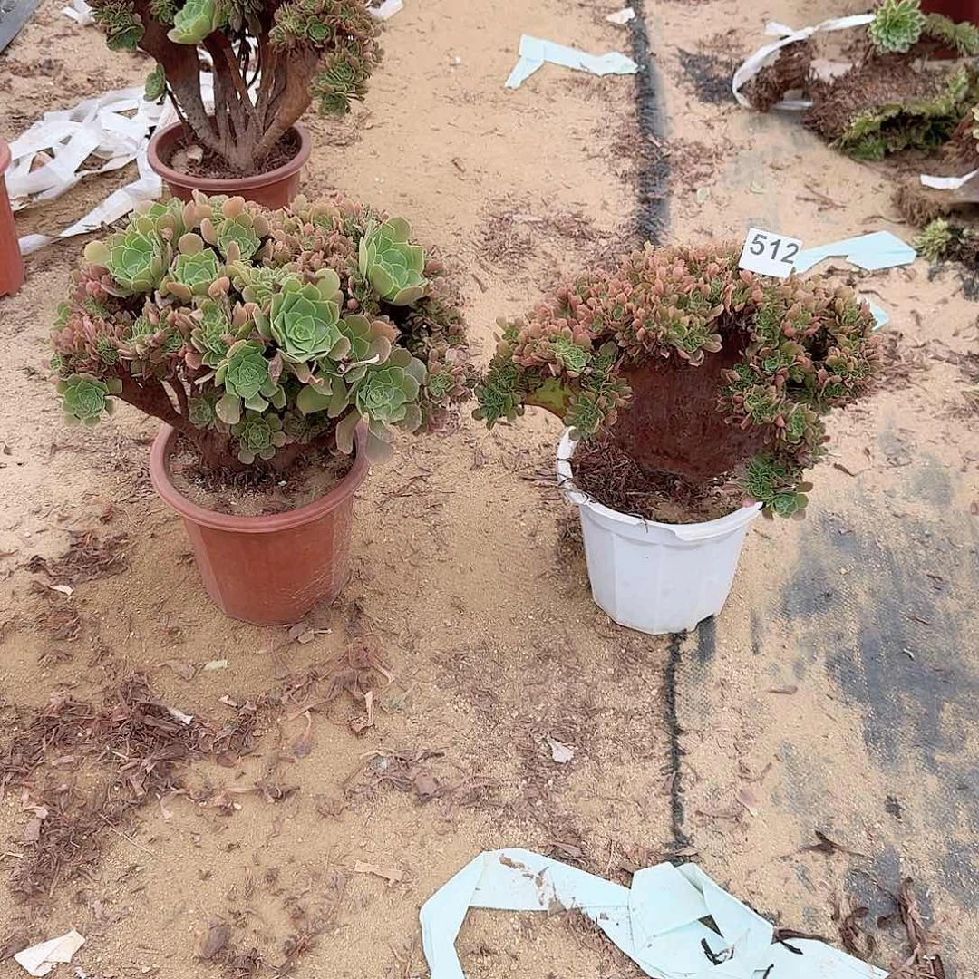 可***鹅512火玫瑰朵朵共2颗呀