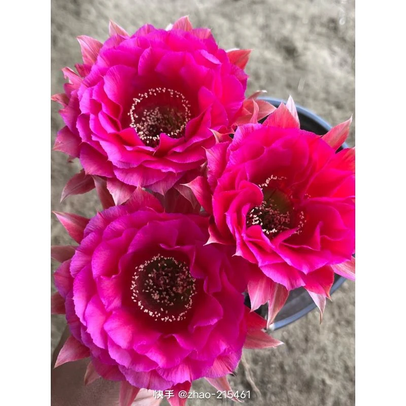 无品牌自根g8彩草尺寸以直播间为准环境不同开花不同介意勿拍