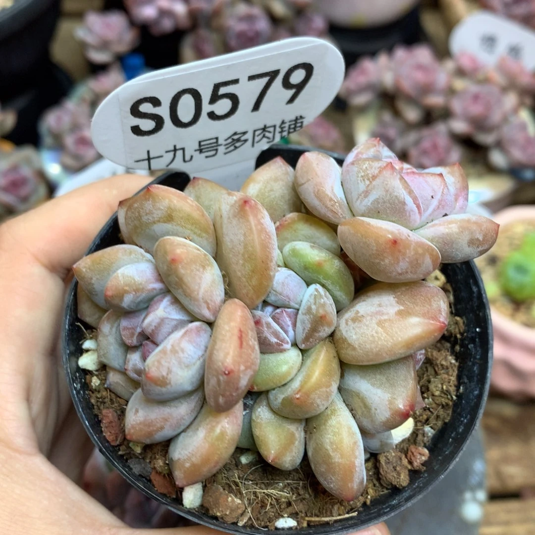 S0579 突尼斯 背景同款