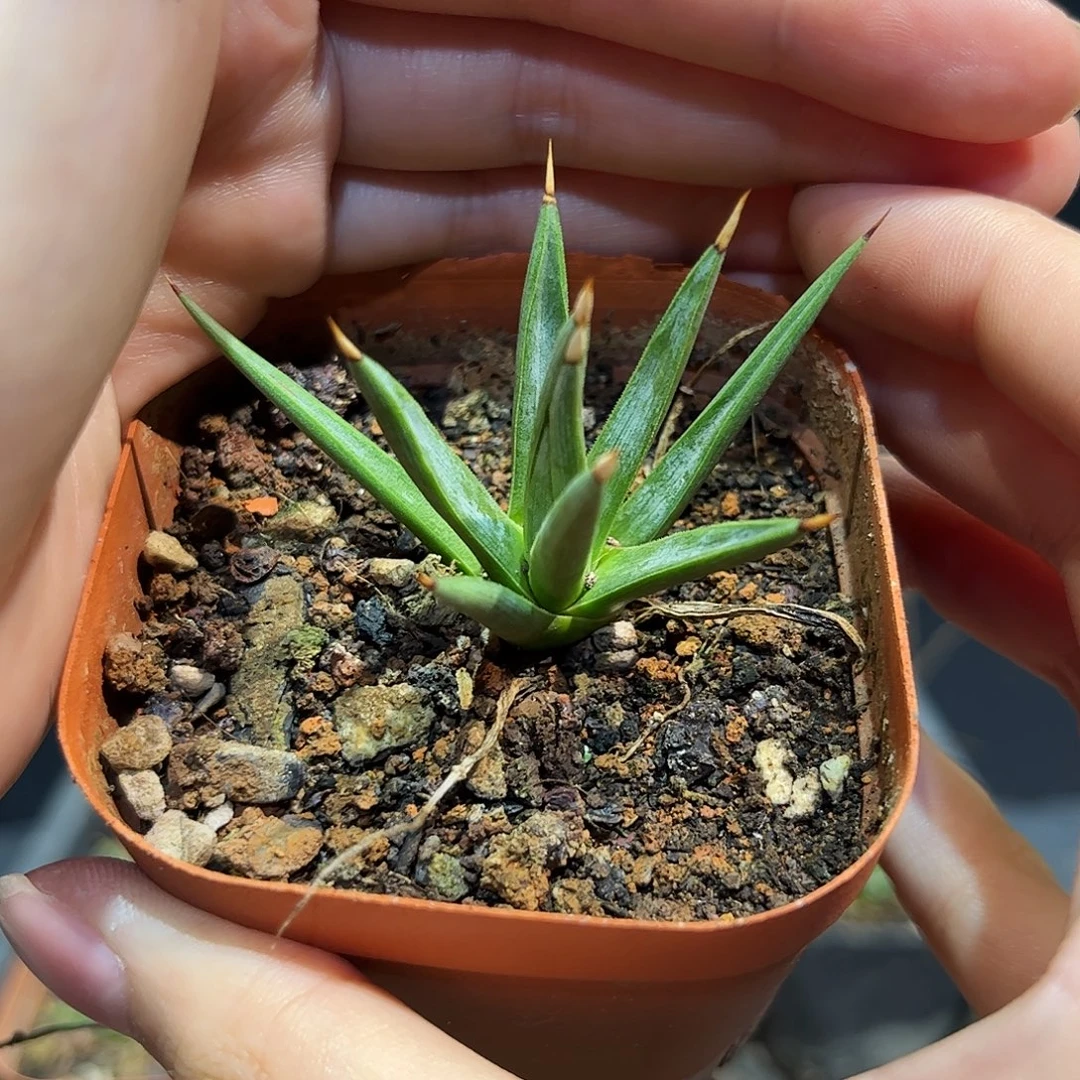 6cm棉花糖龙舌兰根系好