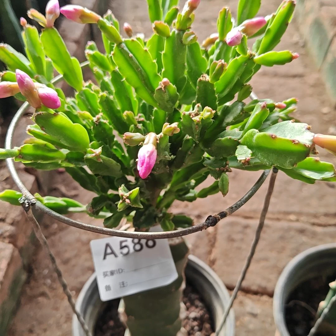 异类脱土脱盆易掉芽苞588