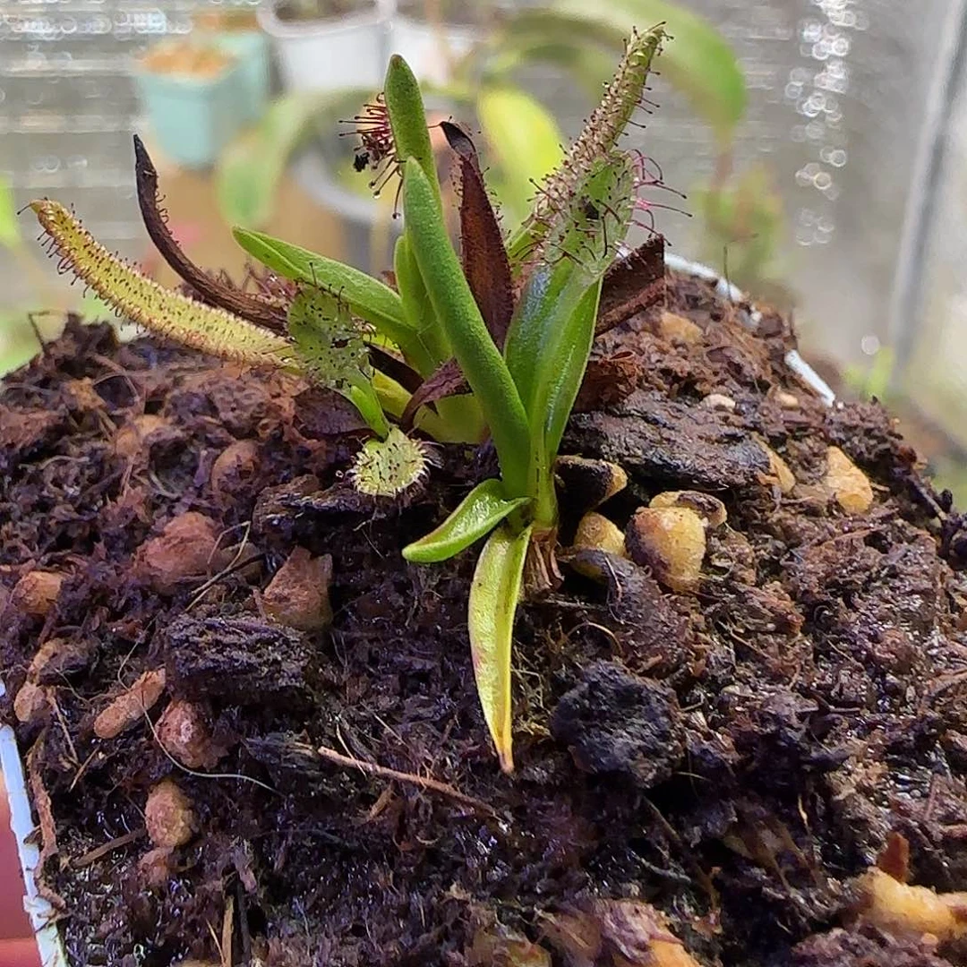 无花朵专拍墨菲特
